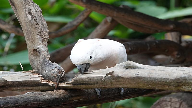 Cockatoo Rescued From Dark Basement Learns to Trust Again After One Year of Freedom
