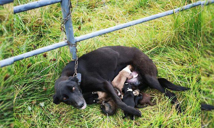 Momma Dog Abandoned & Chained to a Fence Nursing 6 Newborn Puppies Found & Rescued in Ireland