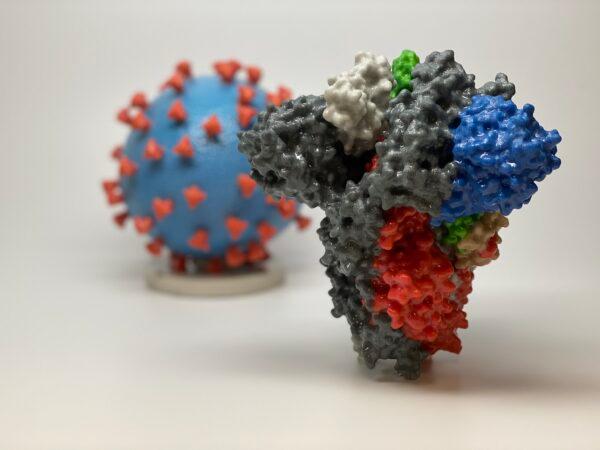 3D print of a spike protein of SARS-CoV-2—which The Epoch Times refers to as the CCP virus—in front of a 3D print of a SARS-CoV-2 virus particle. (Courtesy of NIAID/RML)