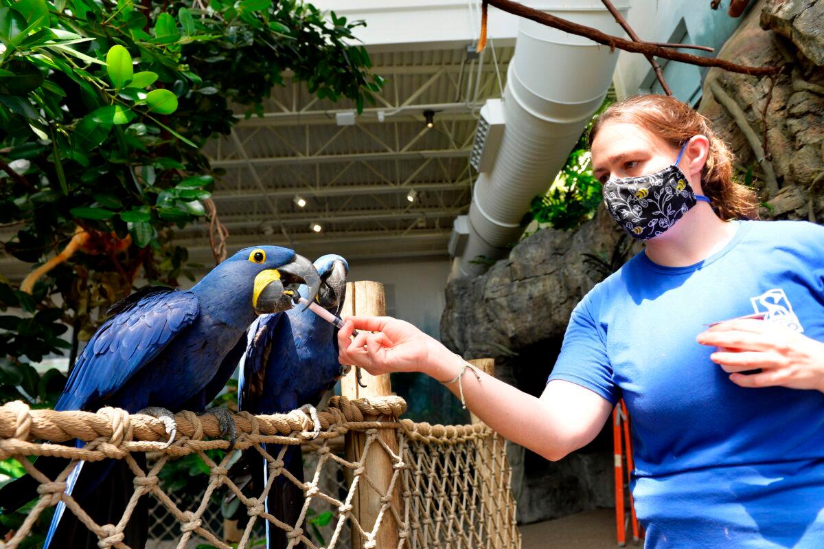 Macaws enjoy yogurt treats from zookeepers inside the rainforest exhibit at the Roger Williams Park Zoo in Providence, R.I. on April 29, 2020. The Roger Williams Park Zoo has been closed since March 14, 2020, for the public due to concerns over the spread of the CCP virus. (Joseph Prezioso/AFP via Getty Images)