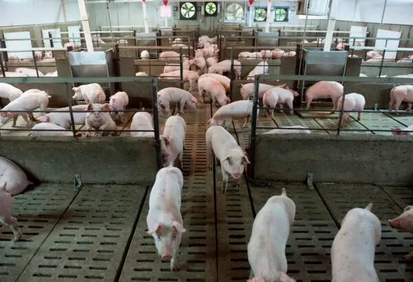 Health Canada Clears Genetically Modified Pigs for Human Consumption