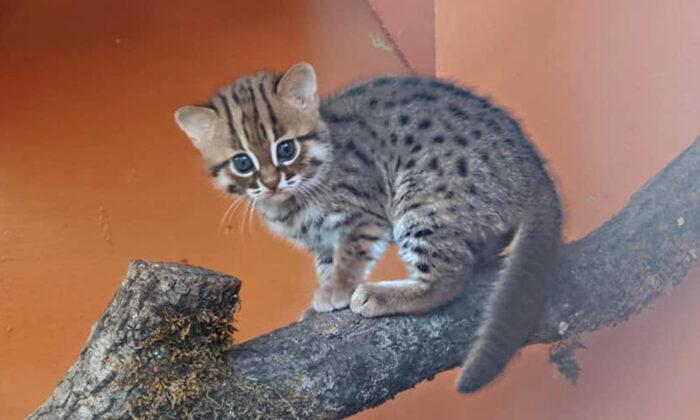 UK Animal Sanctuary Welcomes ‘World’s Smallest Feline’ Rusty-Spotted Cat Cubs, and They Are Adorable