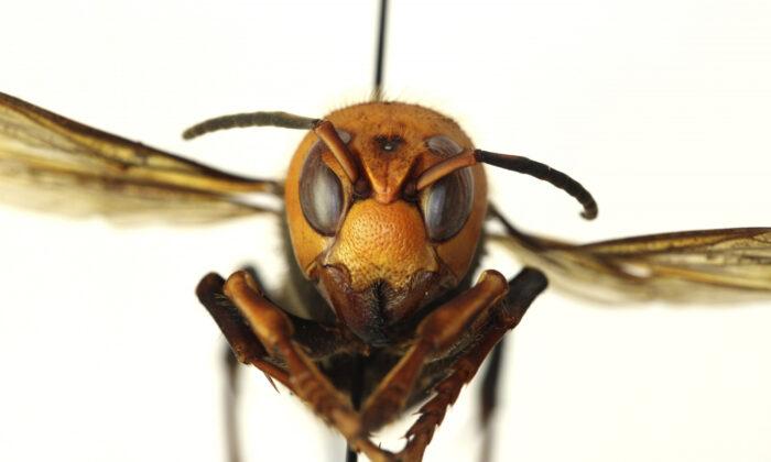 Signs of Asian Giant Hornet Nest Found in Washington State