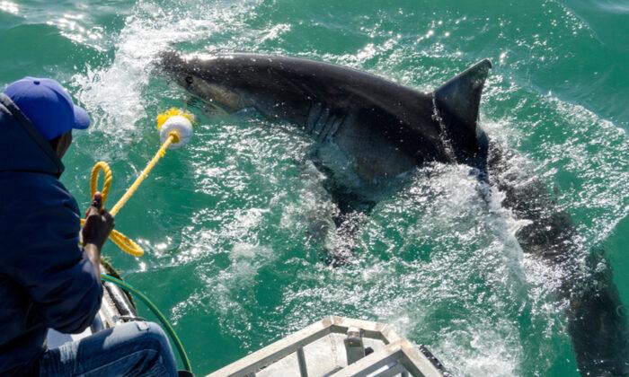 1,000-Pound Great White Shark With Tracking Device Relocated Off Coast of North Carolina