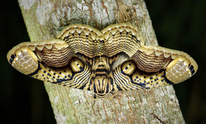 Photographer Captures Incredible Footage of Giant Brahmin Moth’s ‘Tiger Eye’ Wings in Stunning Detail