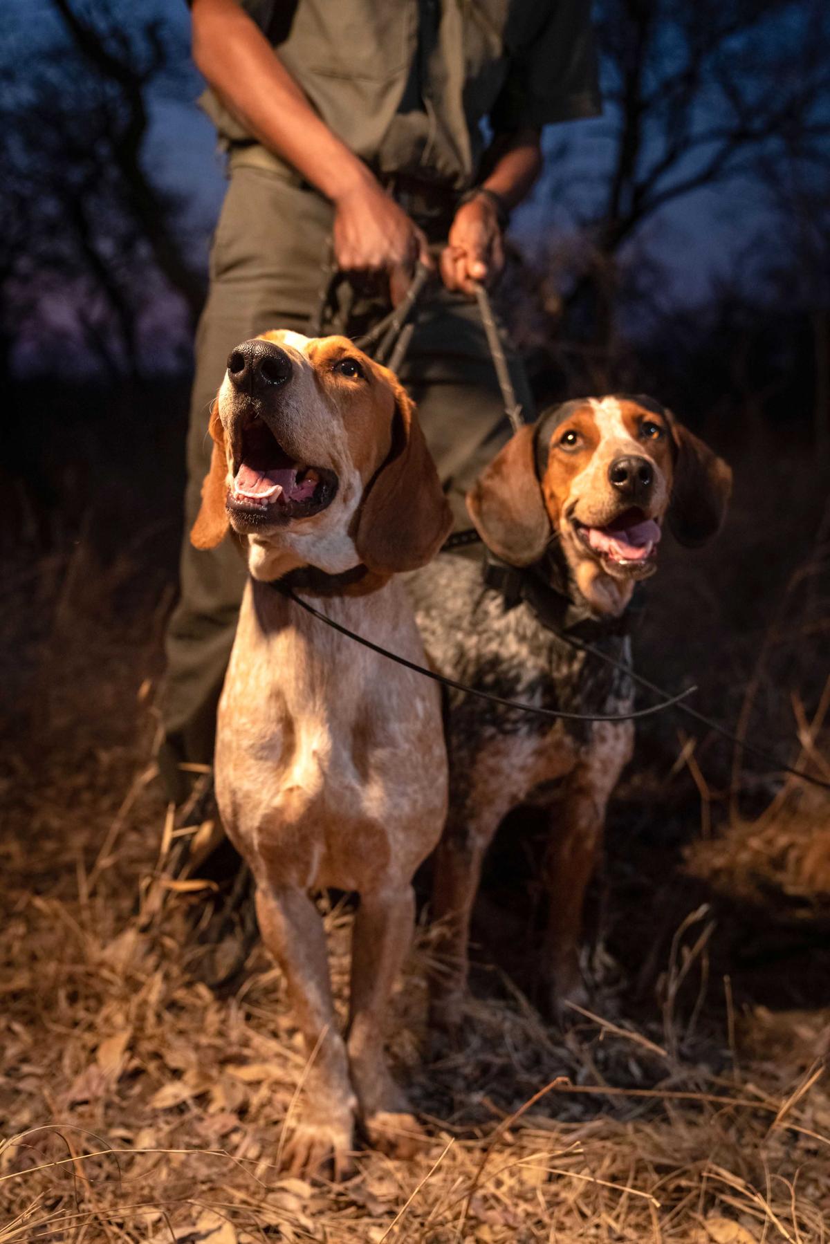Dogs from the anti-rhino poaching K9 unit at Southern African Wildlife College in Greater Kruger National Park (Caters News)