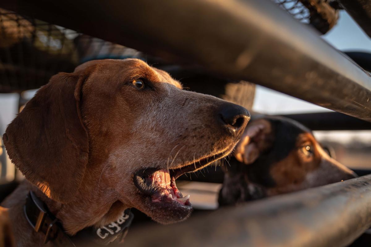 One of the SAWC's anti-poaching dogs (Caters News)