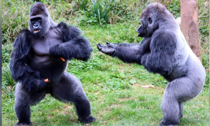 Hilarious Photos Show Two Big Gorillas in Heated Debate Over Food