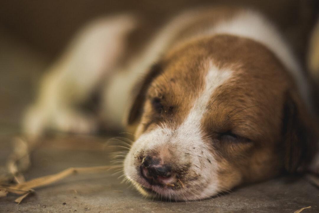 Heartbreaking Photo Shows a Loyal Dog Standing Guard Over Its Murdered Owner in Mexico