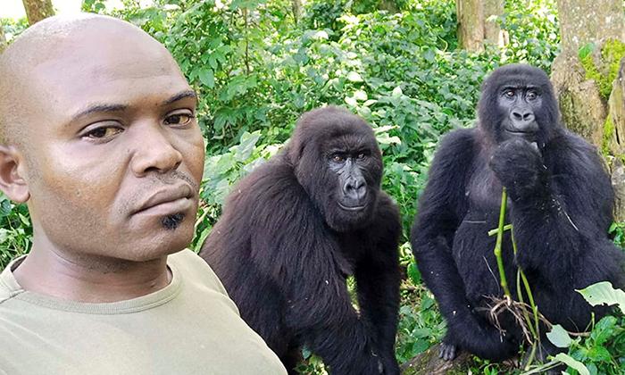 Park Warden’s Selfies Photobombed by Curious Mountain Gorillas at Sanctuary for Orphaned Apes