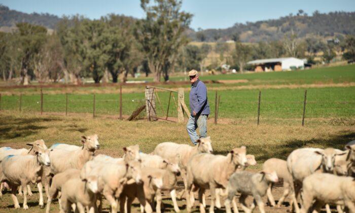 Australia and Saudi Arabia Resume Livestock Trade After 10 Year Hiatus