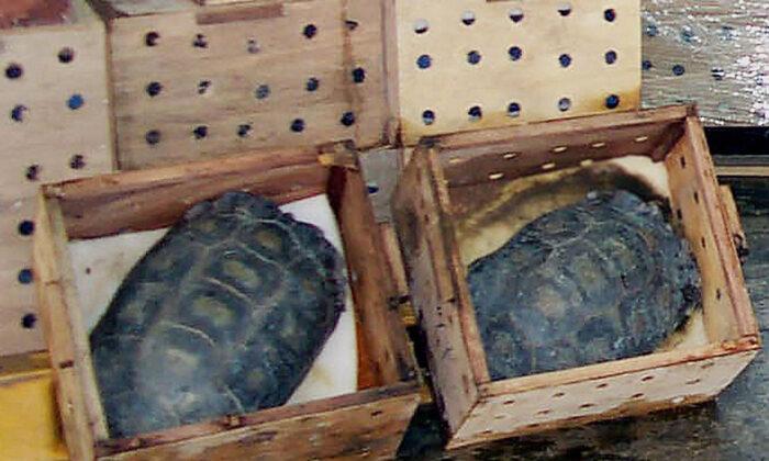 Mexico Seizes Illegal Shipment Containing 15,000 Live Turtles to Be Delivered to China