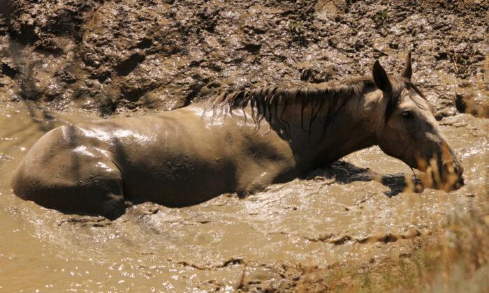 Photographers Find Female Wild Horse Trapped in a Deep Mud Hole and Rush to Rescue Her