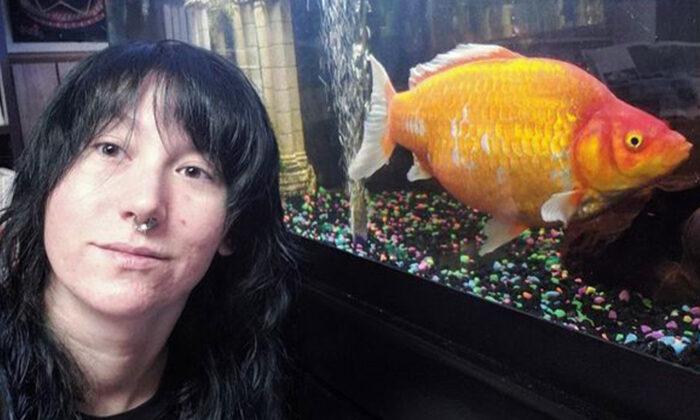 Woman Shocked When Her Small Goldfish Grows Into a Foot-Long Cannibal ‘Monster’