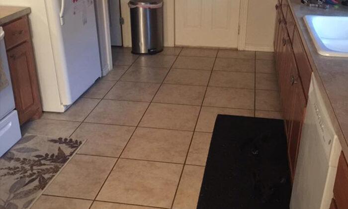 ‘Invisible’ Dog Has the Internet Stumped–Can You See the Dog Hiding in the Kitchen?