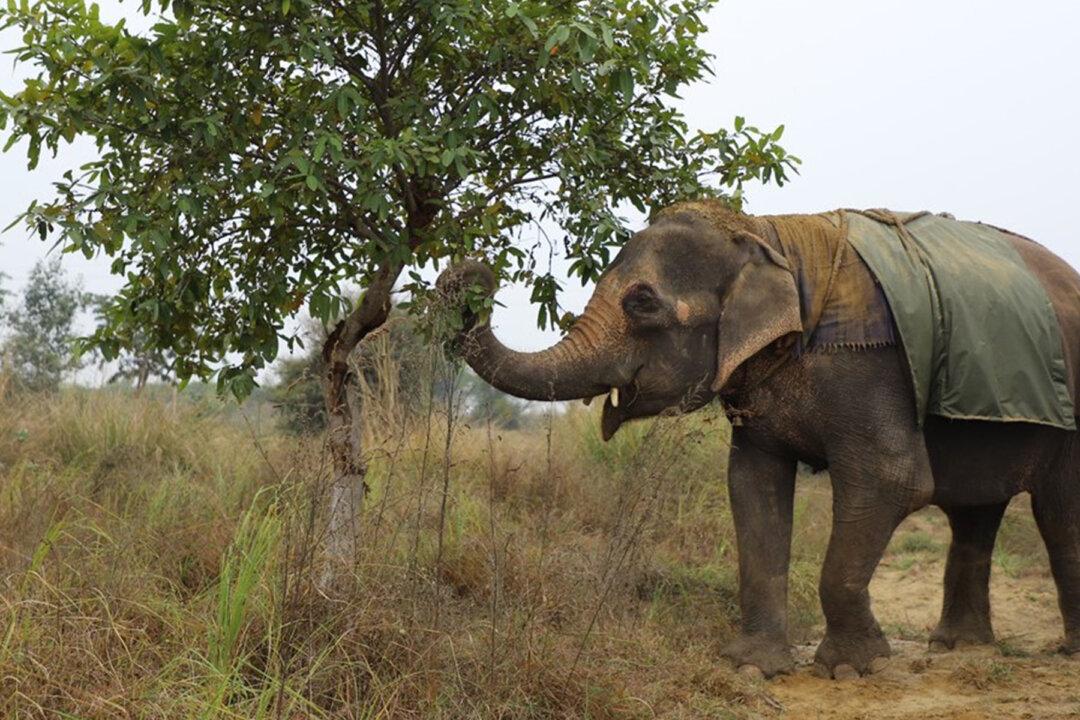 Blind Abused Elephant Spent 40 Years Panhandling for Owner, Is Now Finally Rescued