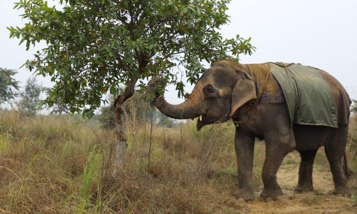 Blind Abused Elephant Spent 40 Years Panhandling for Owner, Is Now Finally Rescued