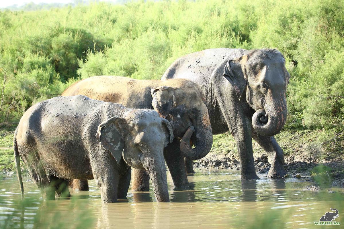 Karma (far right) enjoying a mud bath with fellow herd members Kalpana and Holly (Courtesy of <a href="https://wildlifesos.org/">Wildlife SOS</a>)