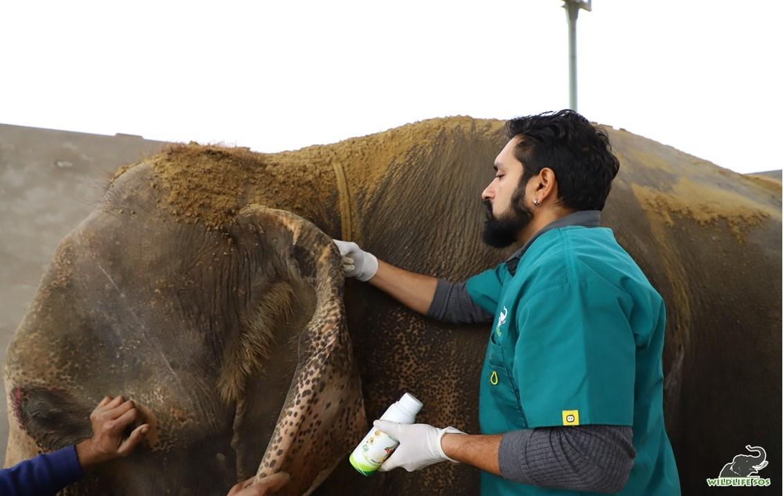 Wildlife SOS vet Dr. Yaduraj treating a wound behind Karma's ear (Courtesy of <a href="https://wildlifesos.org/">Wildlife SOS</a>)