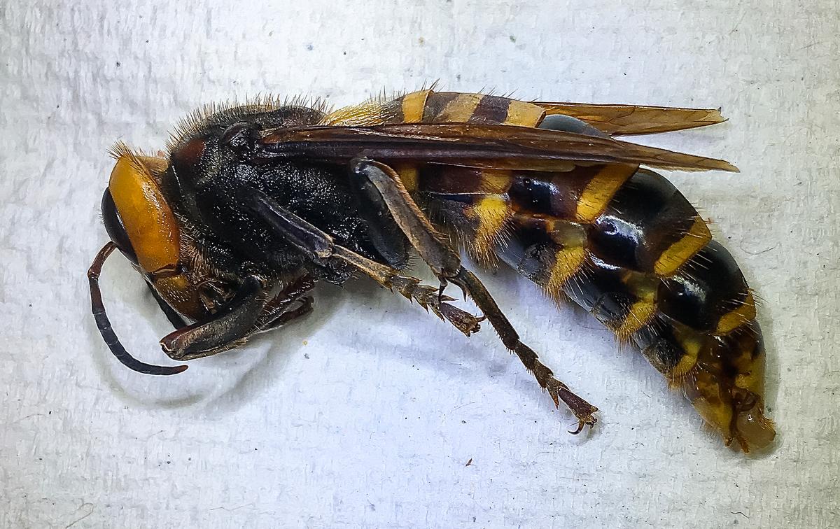 An Asian giant hornet. (Courtesy of <a href="https://agr.wa.gov/about-wsda/news-and-media-relations/news-releases?article=31413">Washington State Department of Agriculture</a>)