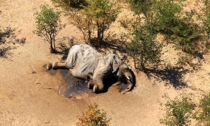 330 Elephants in Botswana May Have Died From Toxic Algae