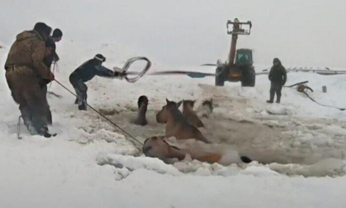 Farmers Unite to Rescue a Herd of Horses That Fell Into a Freezing Pond in Russia