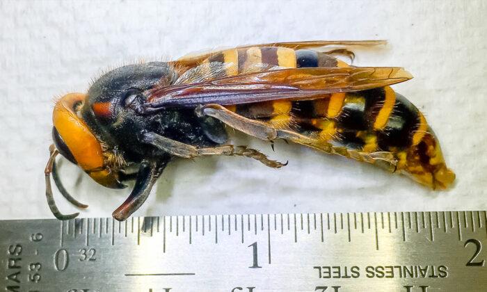 Washington State Has Trapped Its First Invasive ‘Murder Hornet’