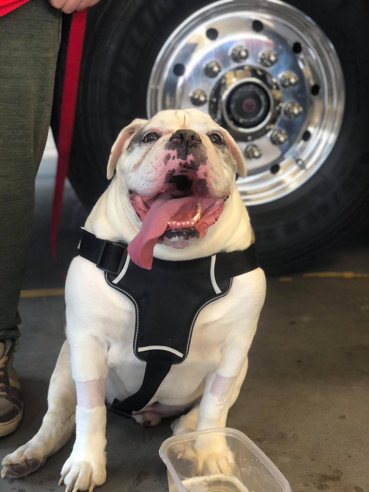 Samson at a reunion with the firefighters who saved his life. (Courtesy of <a href="https://www.facebook.com/ybboreel">Rob Lee</a>)