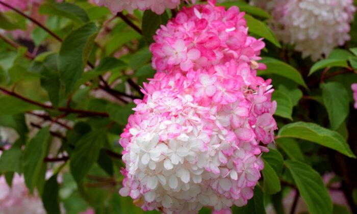 The Vanilla Strawberry Hydrangea Is a Sweet and Beautiful Addition That Your Garden Needs