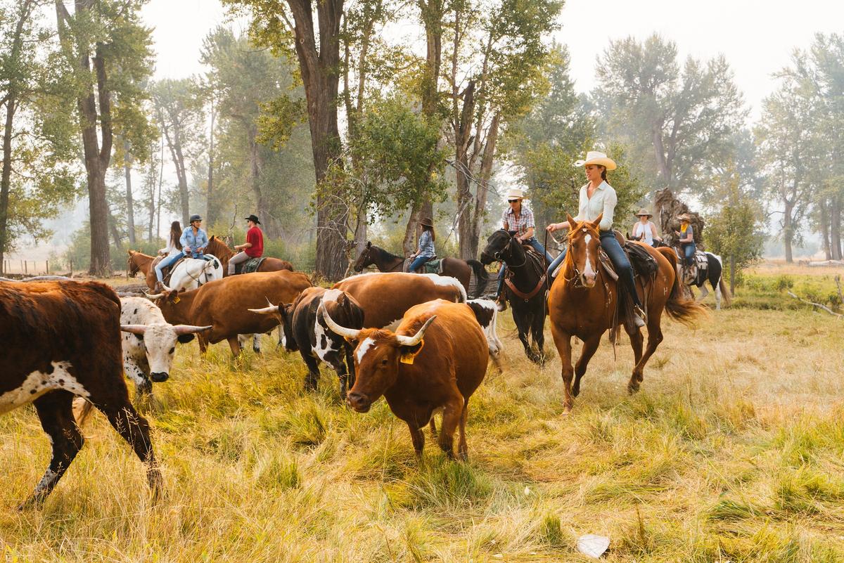 Participating in a cattle drive is one of the many activities offered at Paws Up. (Courtesy of Paws Up)