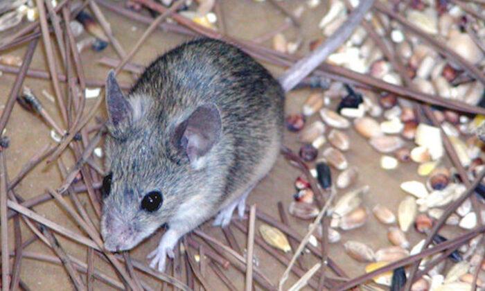 Bubonic Plague Rages in Inner Mongolia, Suspected Case Reported in Yunnan 