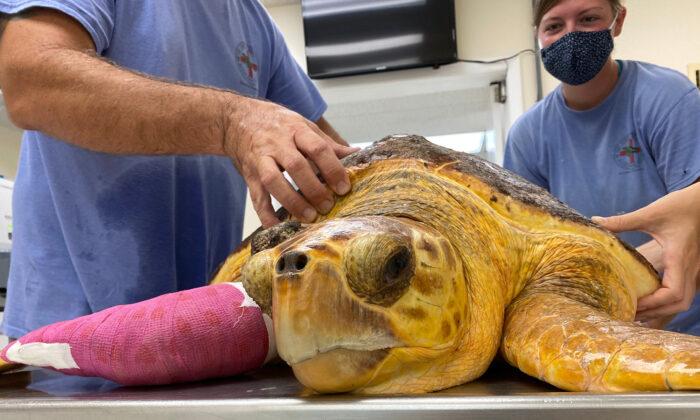 Surgeons Remove 14.2-Pound Basketball-Sized Tumor From Florida Sea Turtle