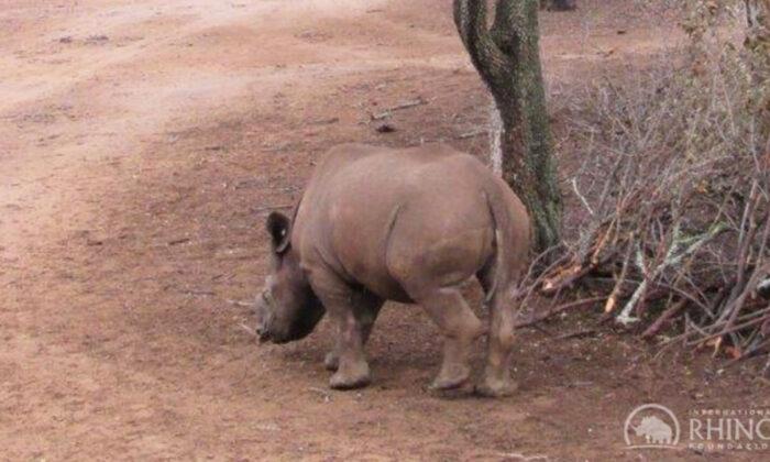 Feisty Orphaned Baby Rhino Shot by Poachers Recovers and Returns to the Wild