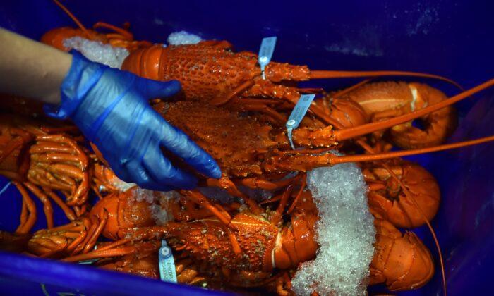 Australian Lobster Halted by Chinese Customs Checks, Fuels Trade Dispute Concerns