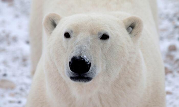 Police Kill Polar Bear Exhibiting Stalking Behaviour Near Northern Ontario First Nation School