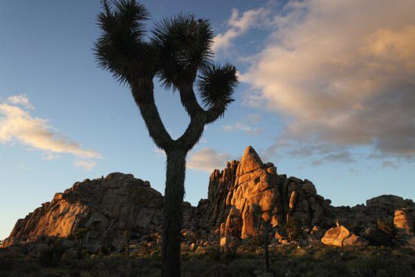 A Joshua tree stands in Joshua Tree National Park, Calif., on May 18, 2020. (Mario Tama/Getty Images)