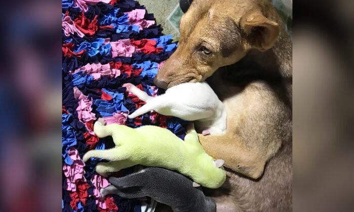 Rare Puppy With Green Fur Born in the Philippines–and His Owners Named Him ‘Wasabi’