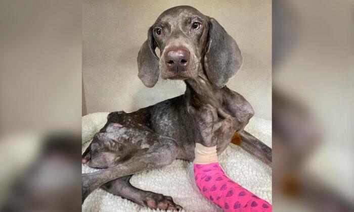 Houston Dog Rescuers Find Skin & Bones Stray in Parking Lot, Foster His Incredible Recovery