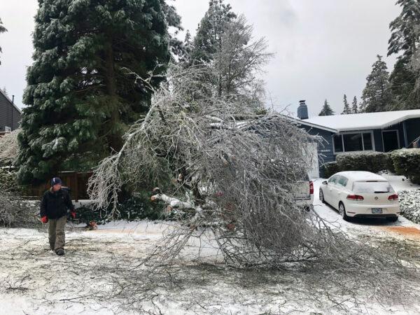 People walk by a collapsed tree in Lake Oswego, Ore. on Feb. 13, 2021. (Gillian Flaccus/ AP Photo)