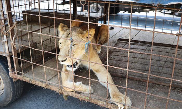 Circus Lioness Who Was Painfully Declawed Seemed Sure to Die, Until Rescuers Give Her a New Life
