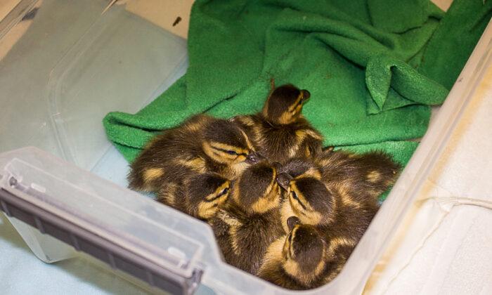 Seven Lucky Ducklings Trapped in Storm Drain Saved by Huntington Beach Firemen