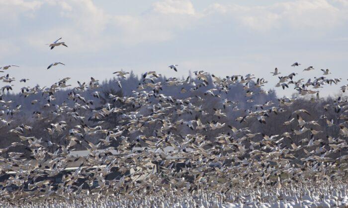 Migratory Birds Bring Opportunity, Environmental Concerns to Washington State