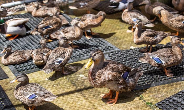 The Duck Stops Here: 900 Orphaned Ducklings Under Wildlife Center’s Care