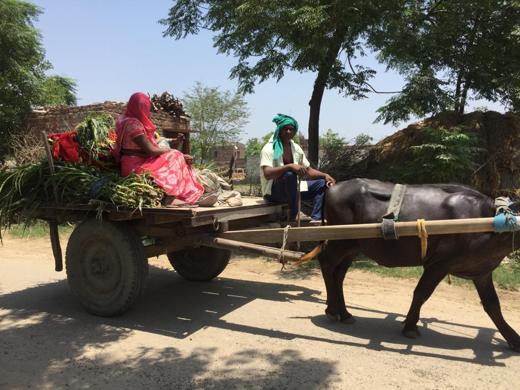 A couple carry sugarcane on their cart in the village Kahira during the second wave of the pandemic, near Bulandshahr in Uttar Pradesh state on May 27, 2021. (Venus Upadhayaya/Epoch Times)