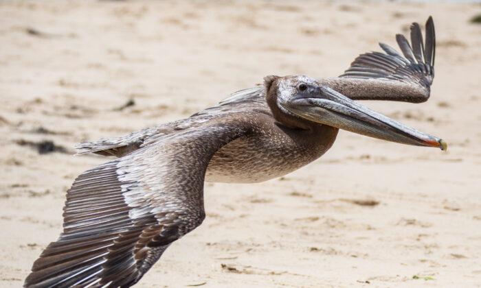 Pair of Injured Pelicans Returned to Wild