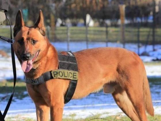 Massachusetts Police Pay Tribute to K-9 Killed In The Line Of Duty