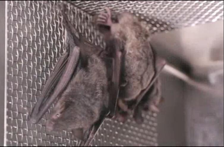 Bats in a cage at the Wuhan Institute of Virology in Wuhan in China's central Hubei Province in a 2017 video. (Screenshot)