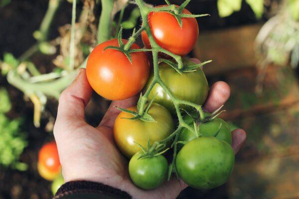 Signing up for a CSA gets customers a box of fresh-picked, in-season fruit and vegetables on a regular basis. (Lewis Wilson/Unsplash)