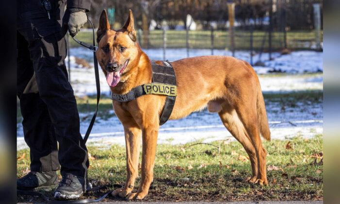 Police Dog Takes Bullet for Fellow Officers, Making Ultimate Sacrifice—Gets Final Farewell