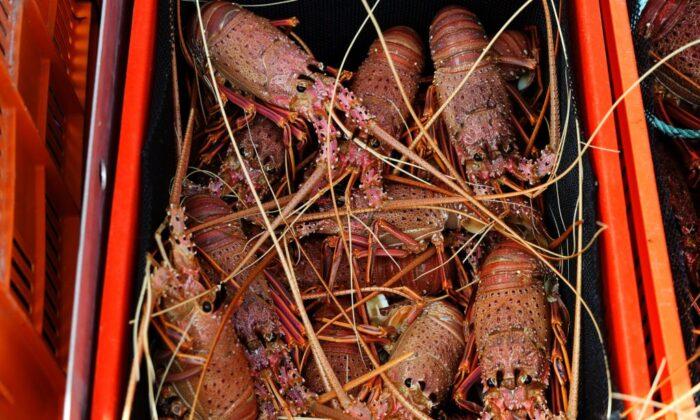 Aussie Lobster ‘Grey Trade’ Thrives as Smugglers Circumvent Beijing Bans